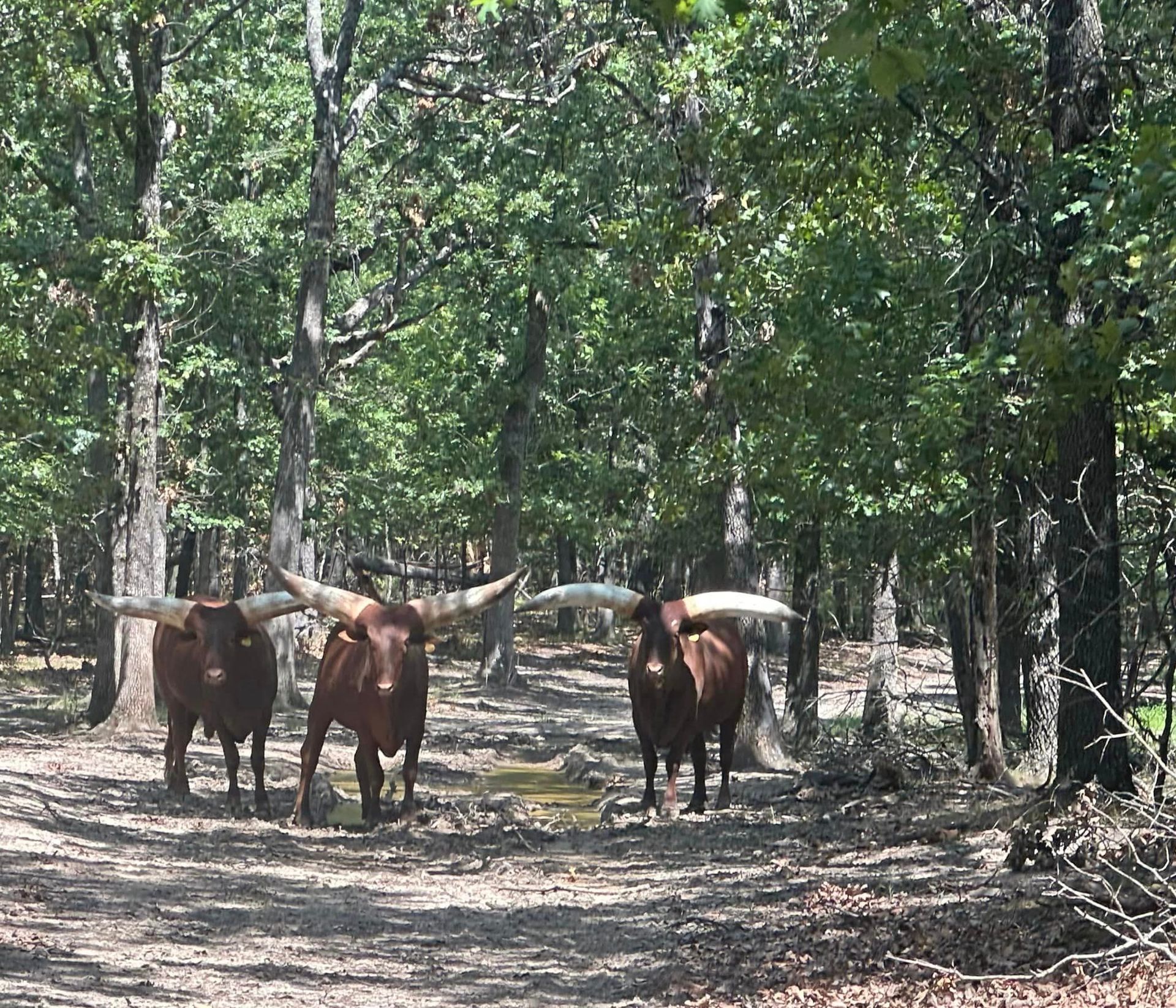 A herd of longhorn cows walking through a forest