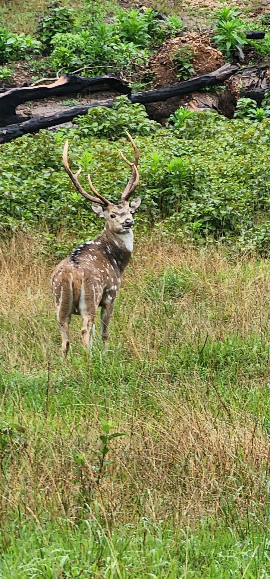 A deer with antlers is standing in a grassy field.