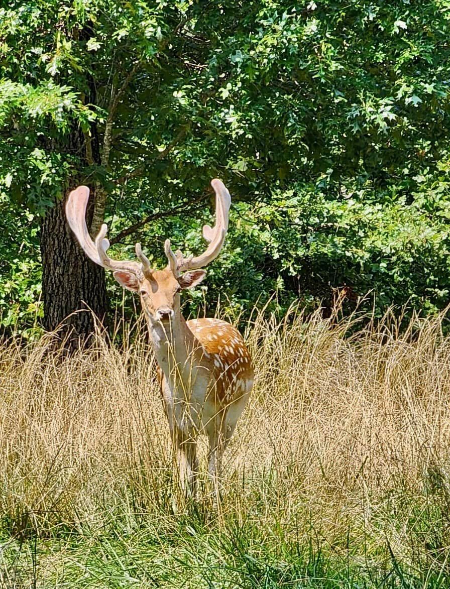 A deer with antlers is standing in a field of tall grass.