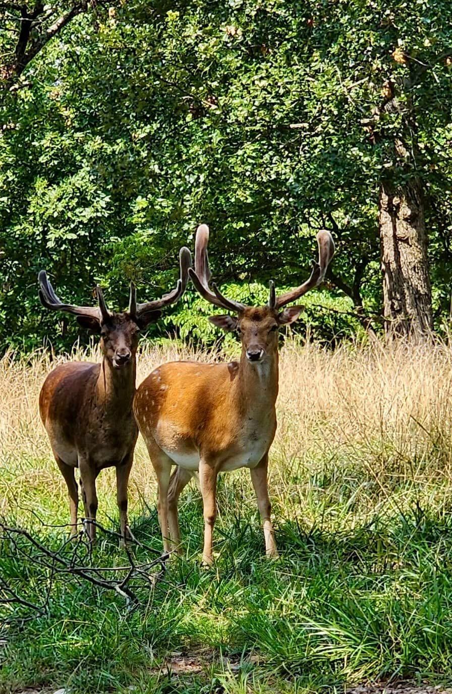 Two deer are standing next to each other in a field.