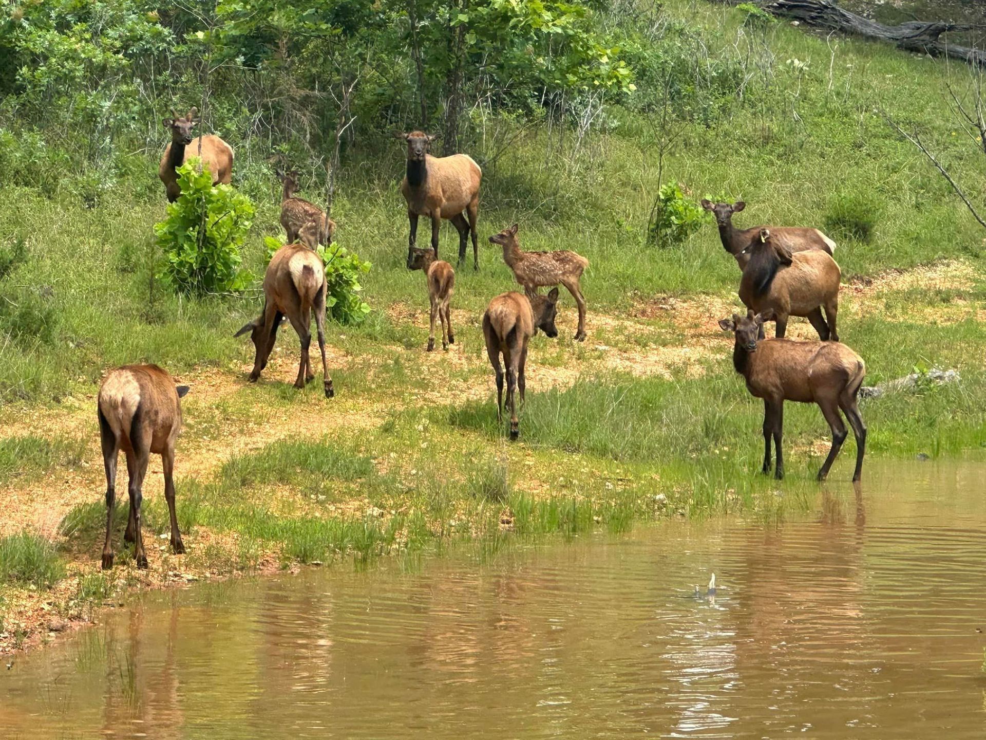 A herd of elk standing next to a body of water.