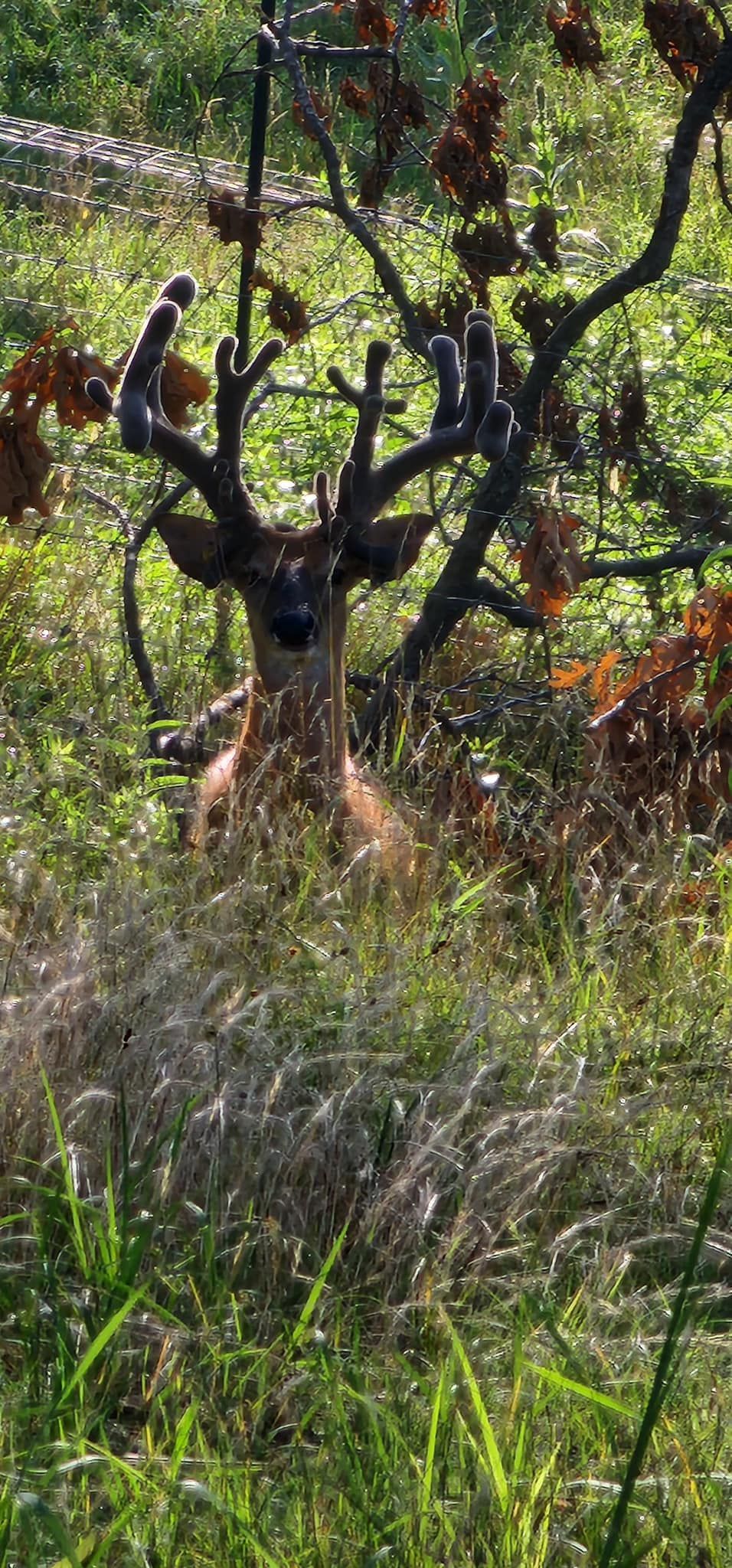 A deer is laying in the grass under a tree.