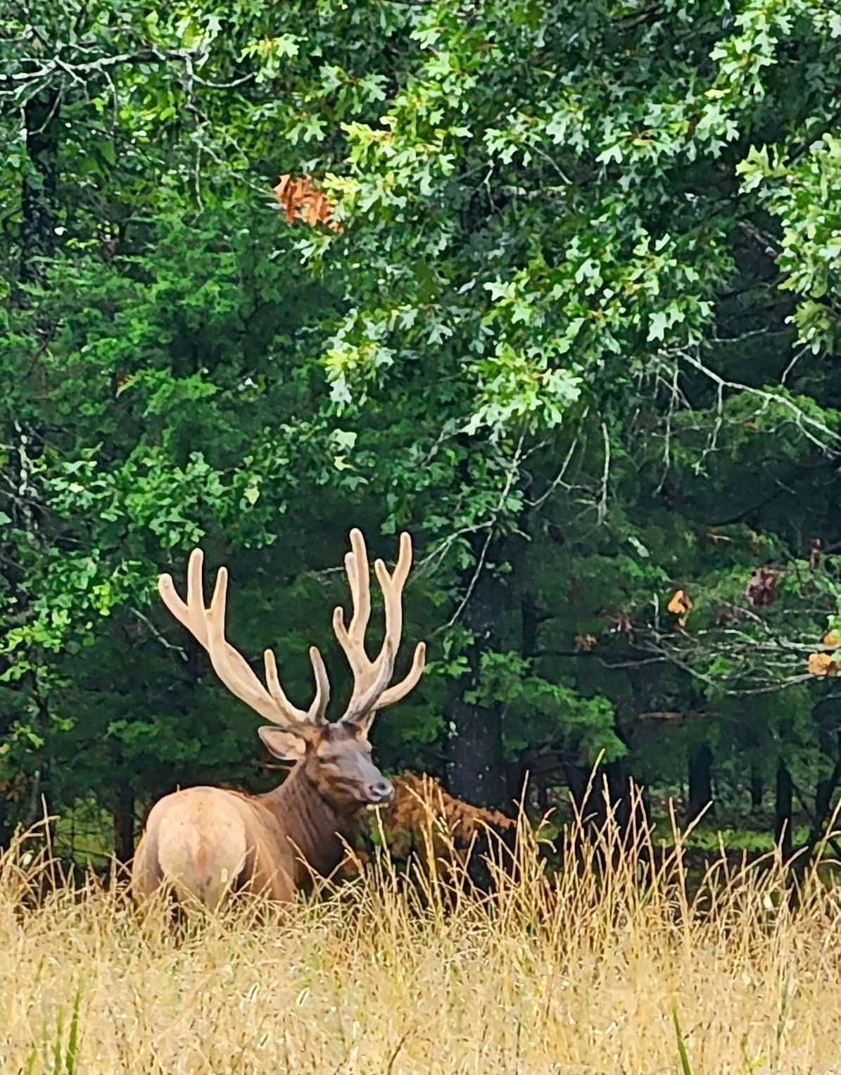 A deer is standing in a field with trees in the background.