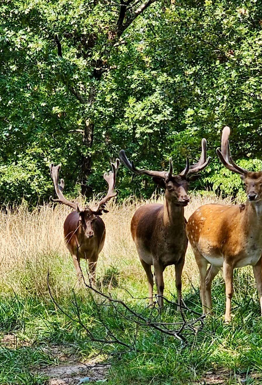Three deer are standing next to each other in a field.