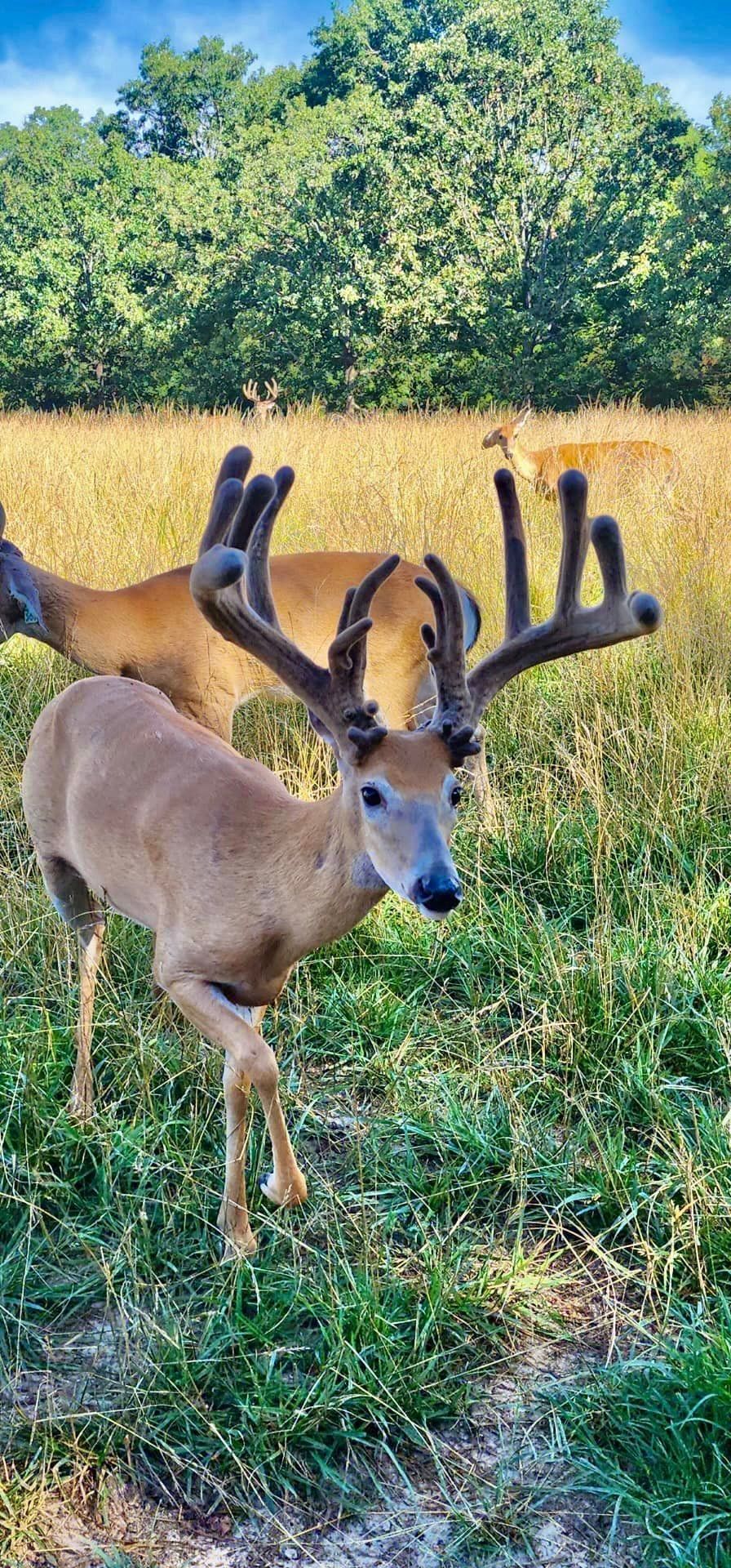 A group of deer standing in a grassy field.