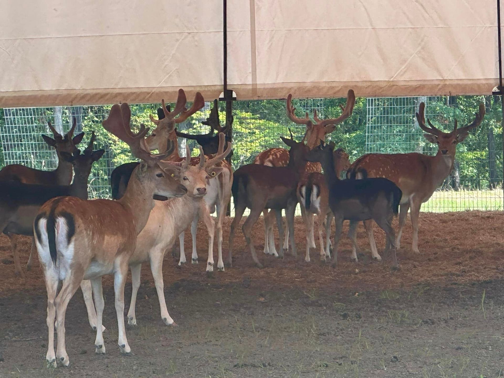 A herd of deer are standing under a tent