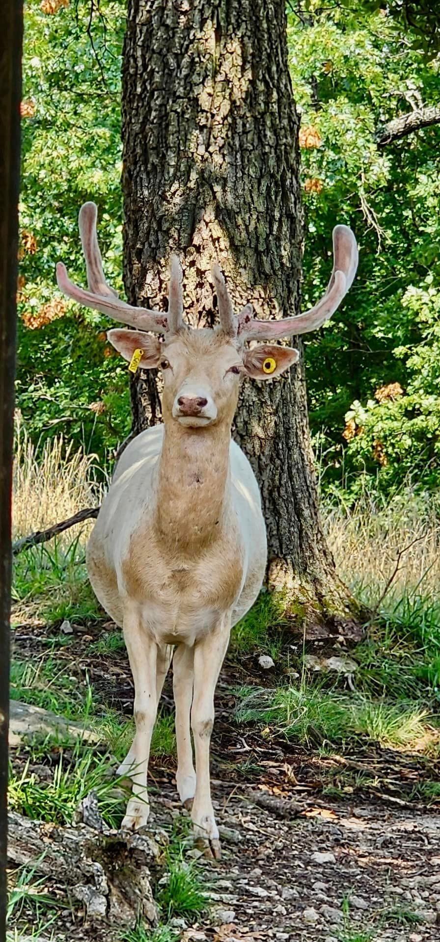 A white deer with antlers is standing next to a tree in the woods.