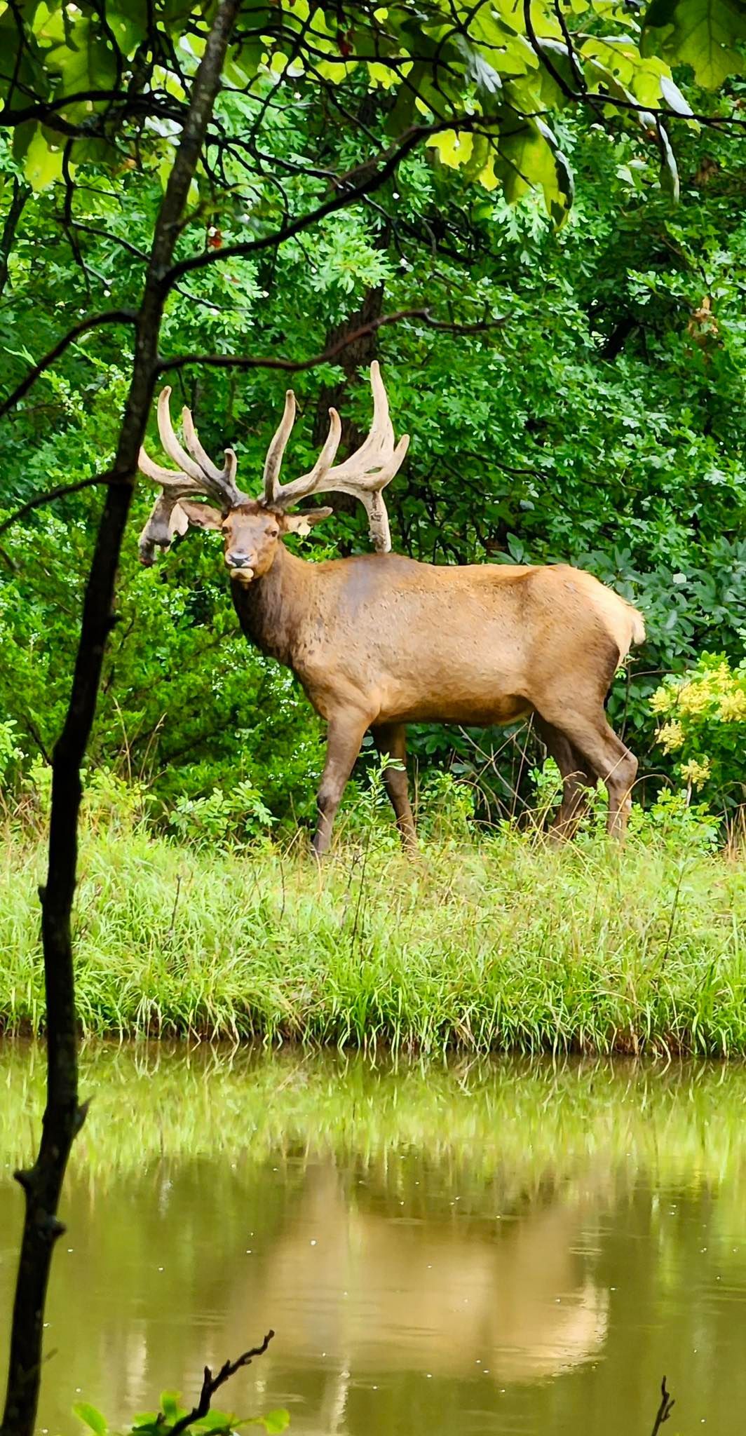 A deer is standing next to a body of water in the woods.