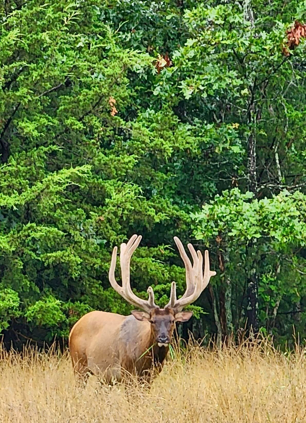 A large elk standing in a field with trees in the background.