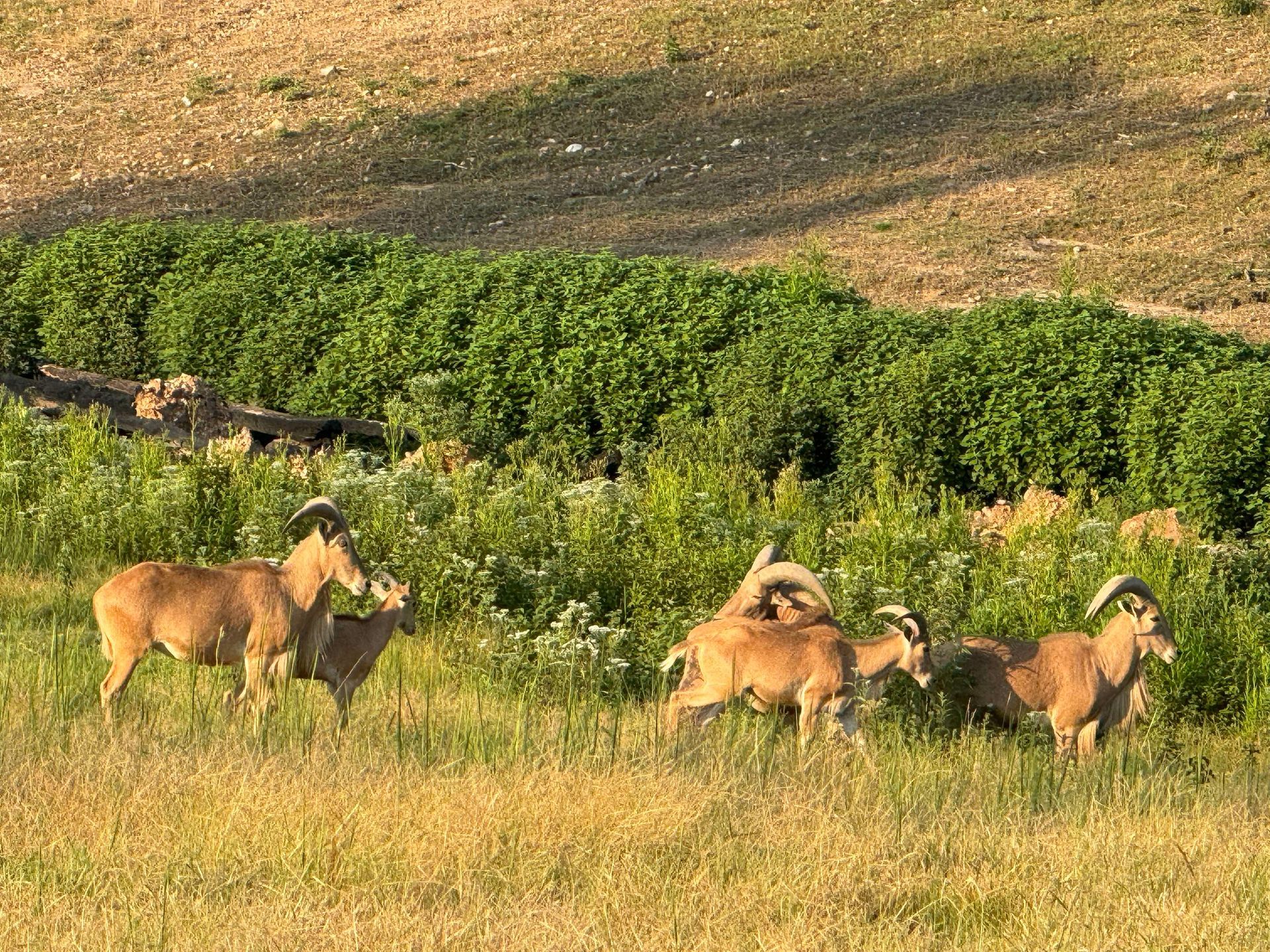 A herd of sheep are standing in a grassy field.