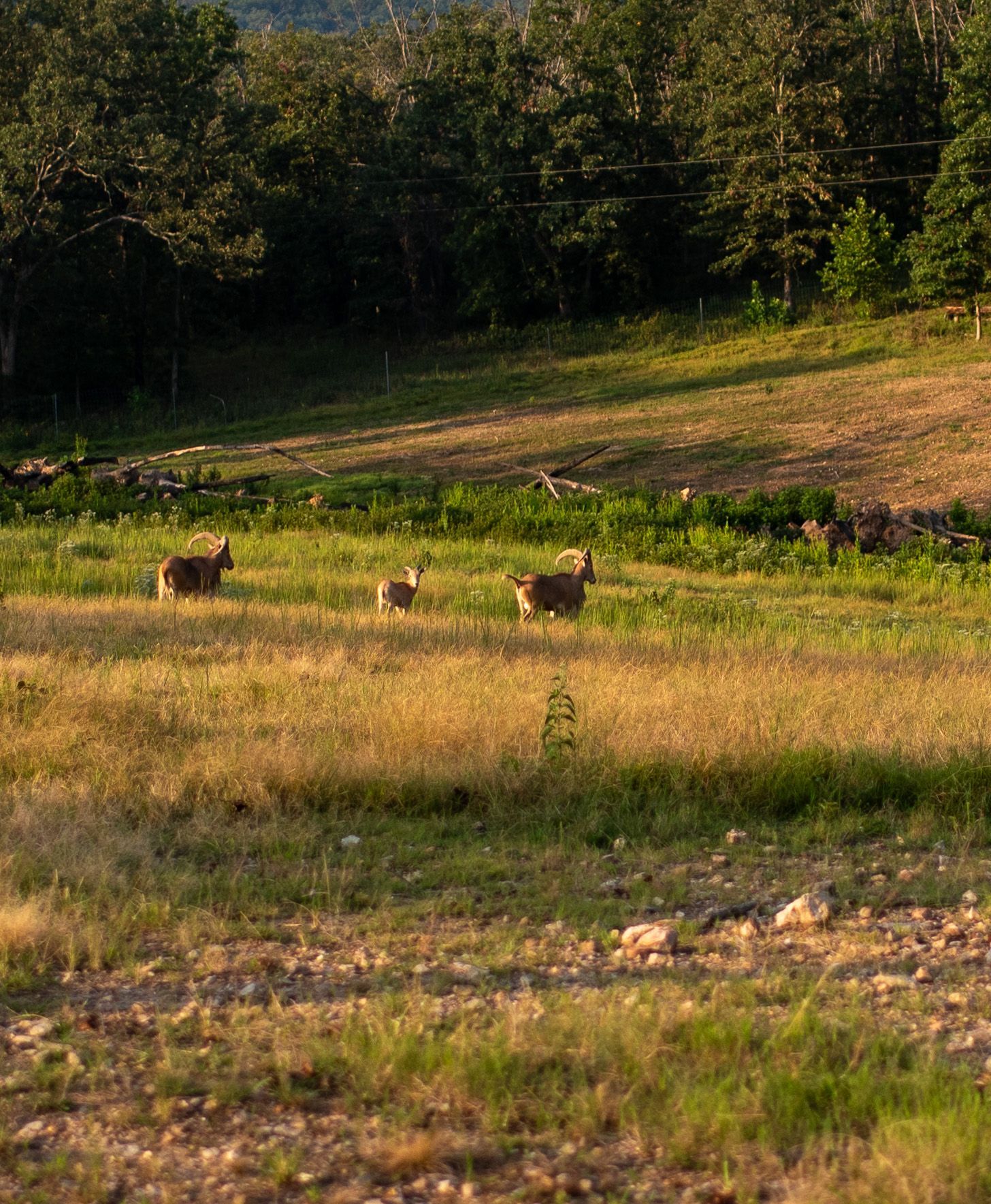 Two deer are standing in a field with trees in the background.