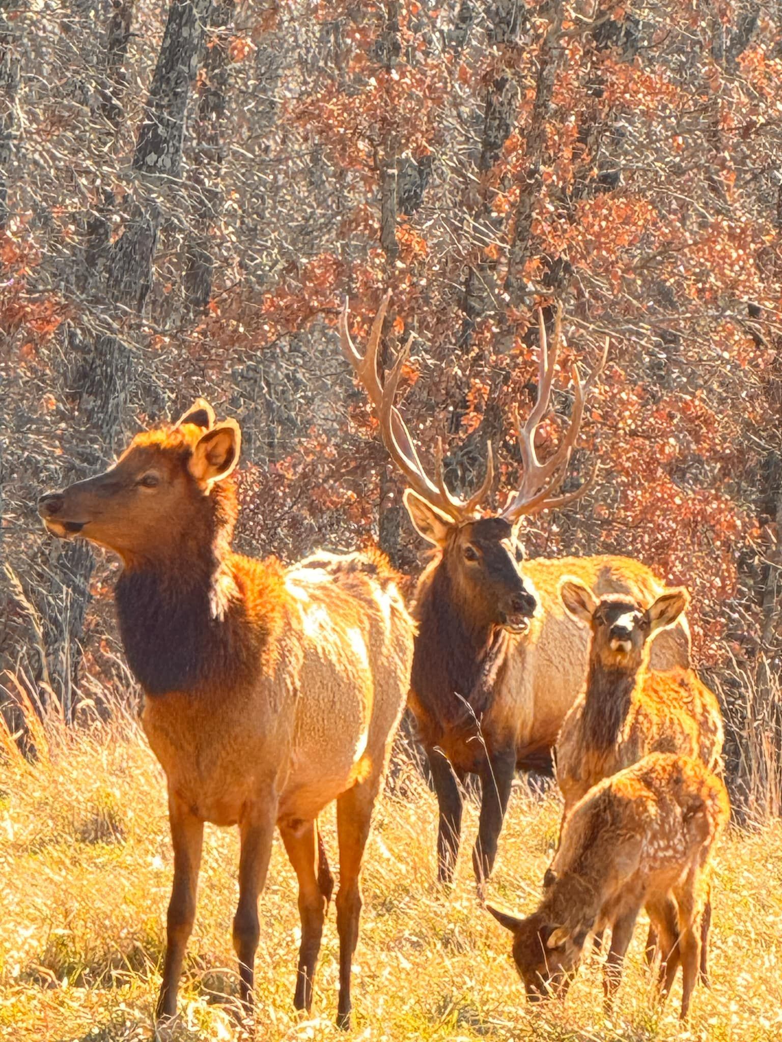 A herd of elk grazing in a field with trees in the background.