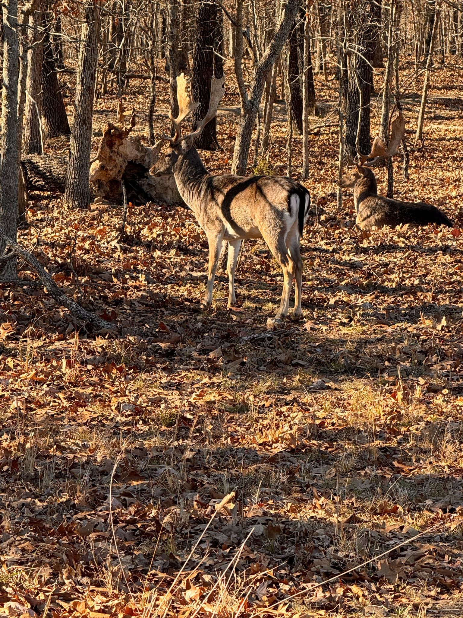 A herd of deer standing on top of a pile of leaves in the woods.