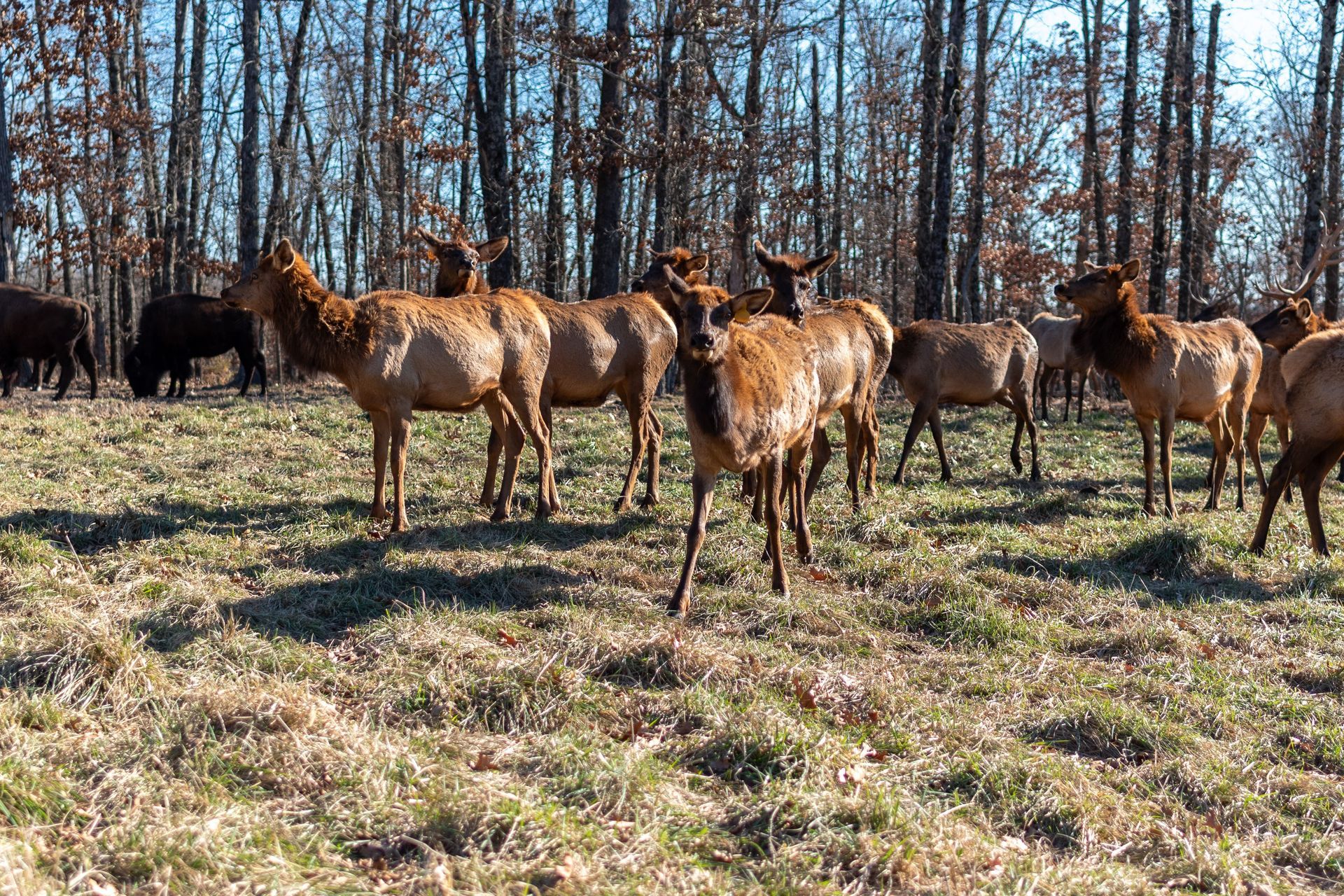 A herd of elk standing in a field with trees in the background.