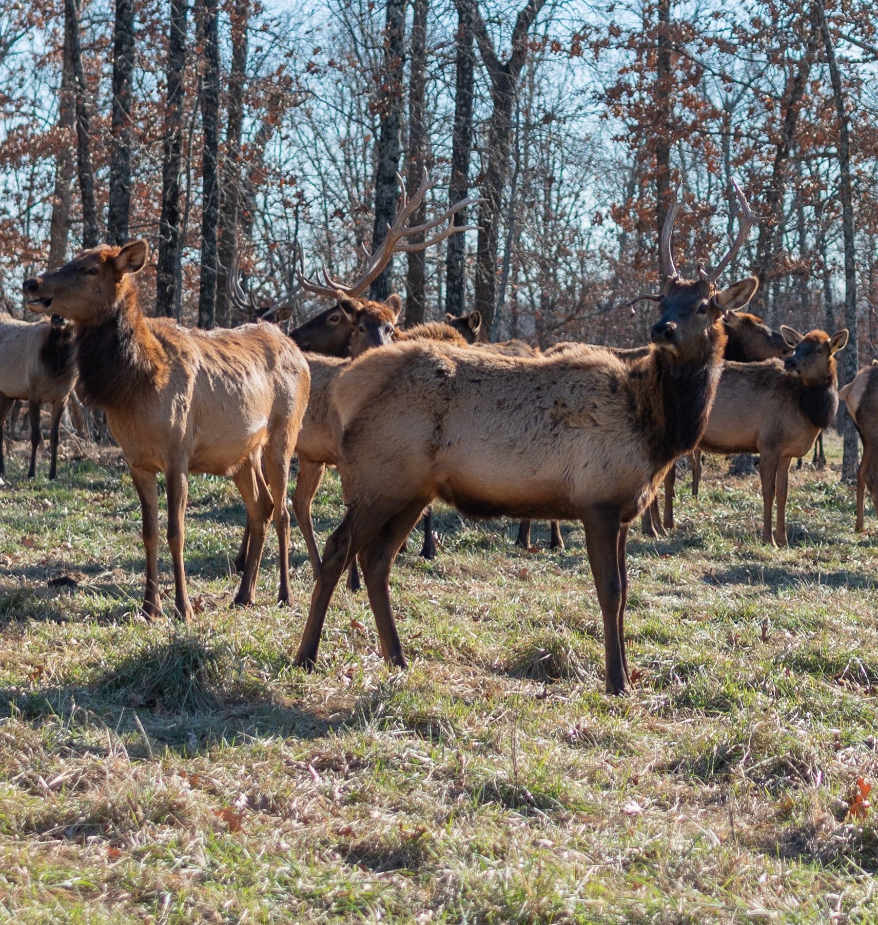 A herd of elk standing in a grassy field with trees in the background.