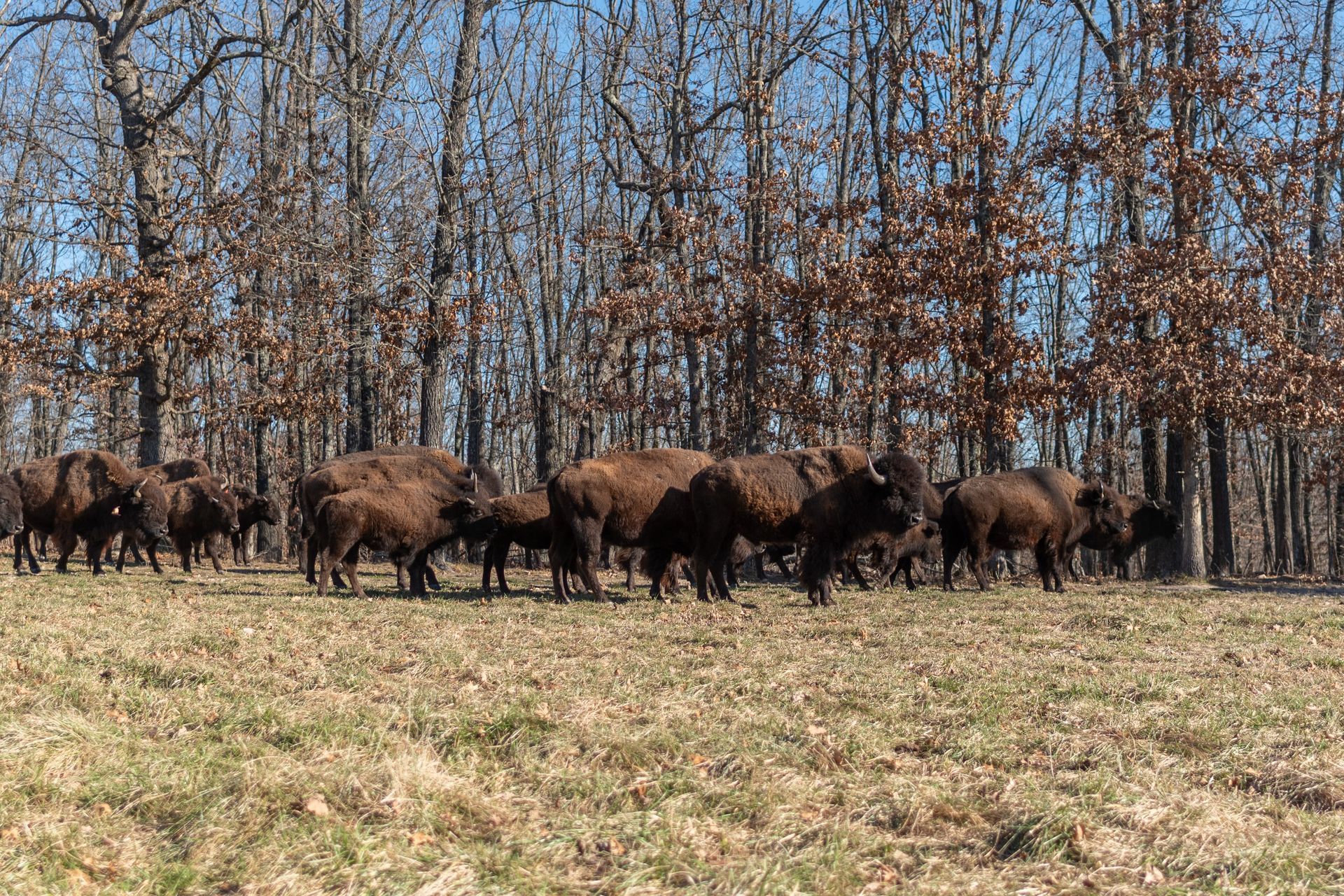 A herd of bison walking through a field with trees in the background.
