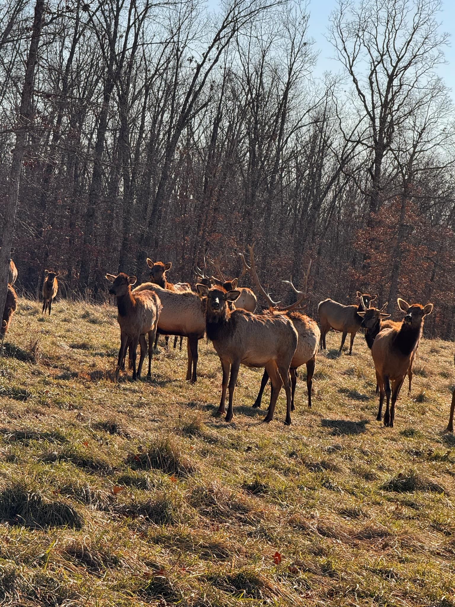 A herd of elk standing in a grassy field with trees in the background.
