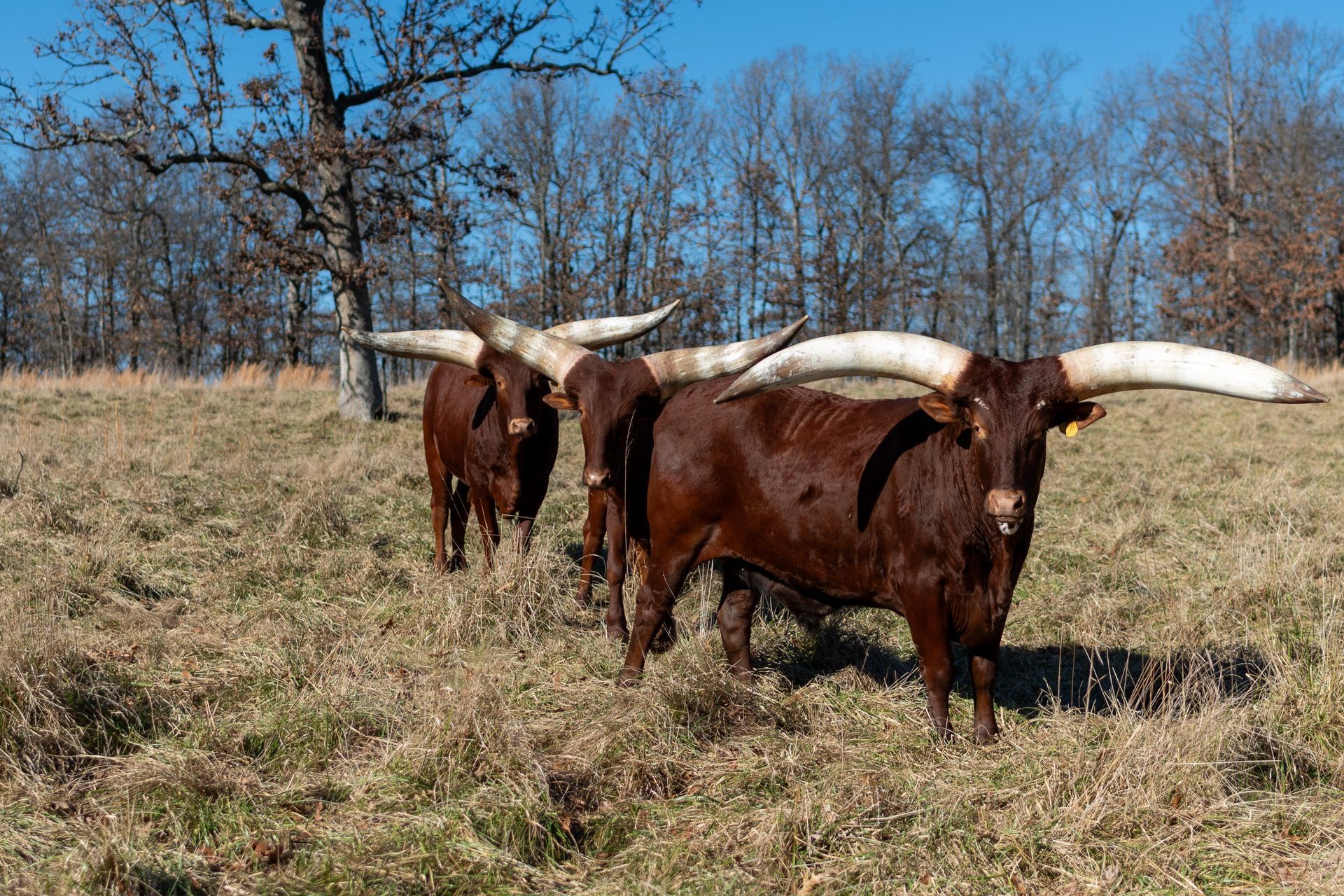 A herd of longhorn cattle standing in a grassy field.