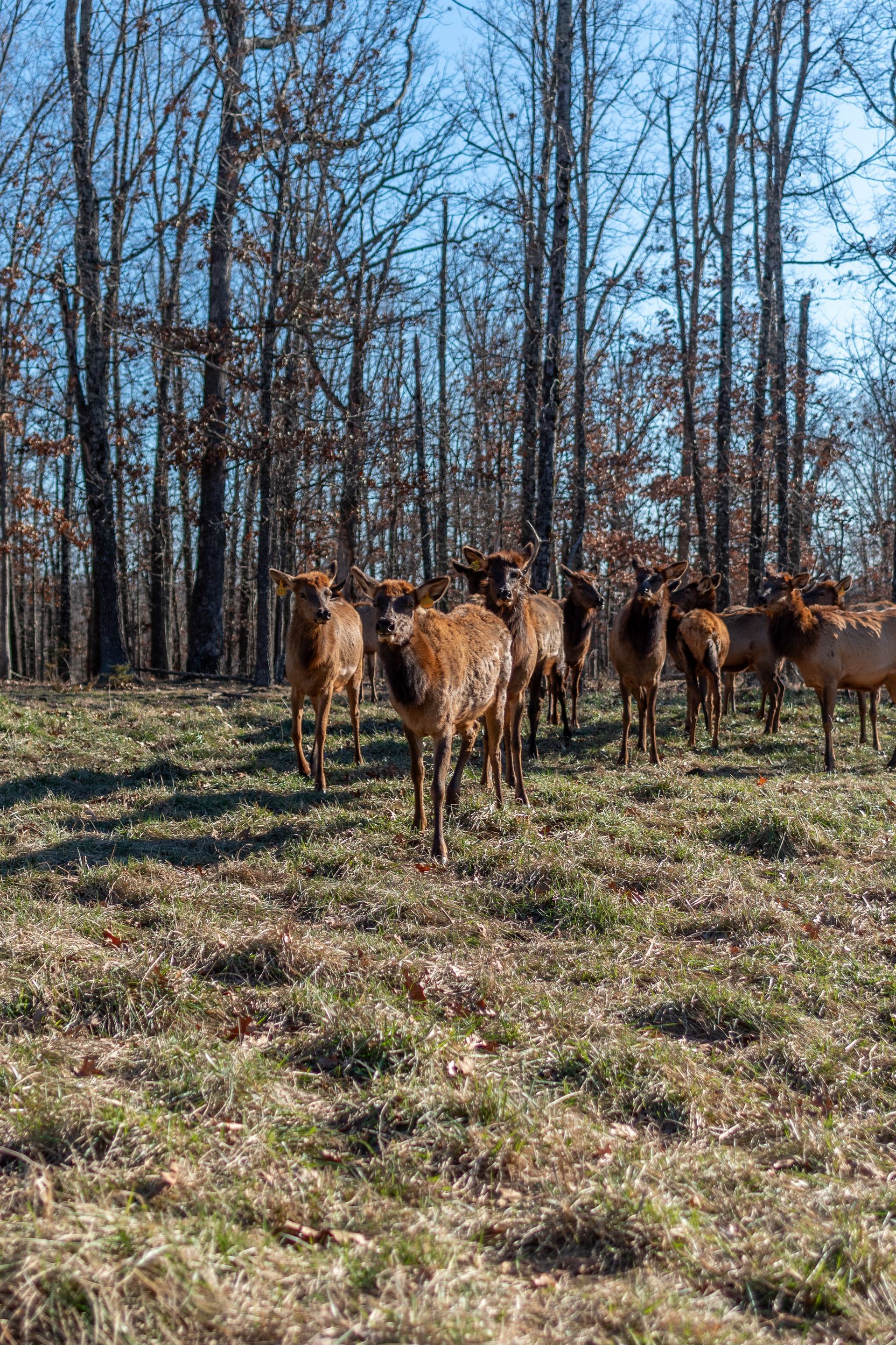 A herd of cows standing in a field with trees in the background.