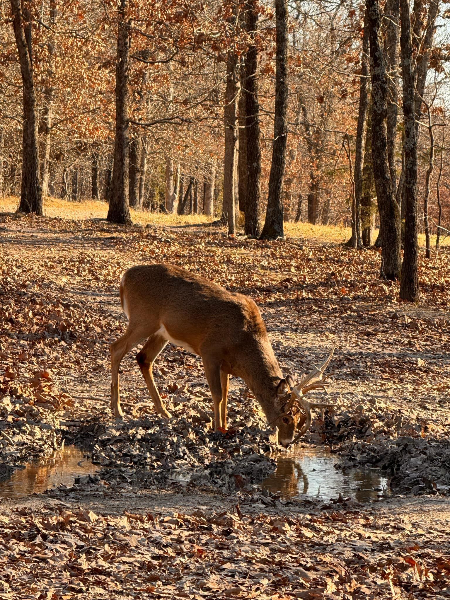 A deer is drinking water from a puddle in the woods.