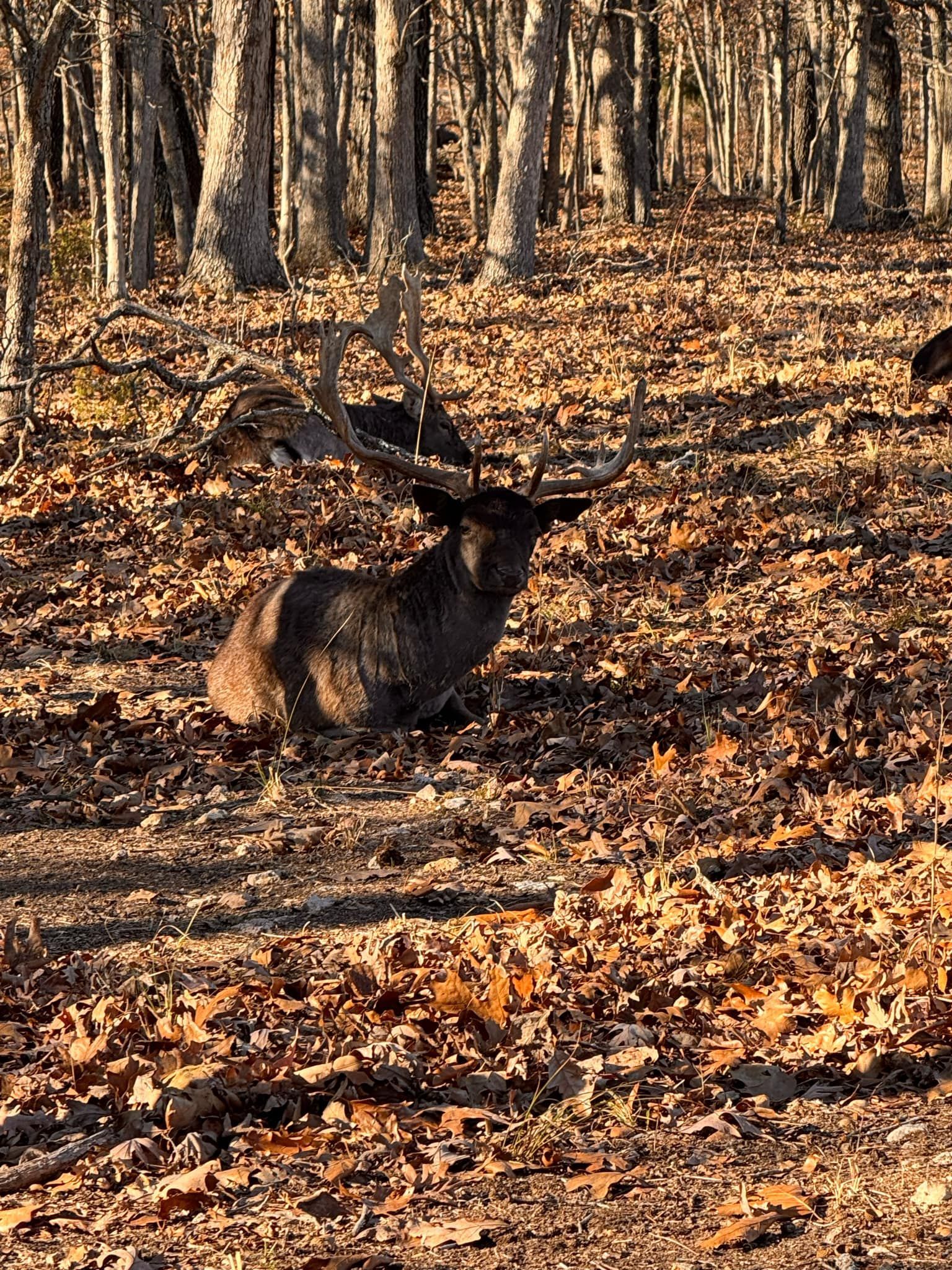 A deer is laying in the leaves in the woods.