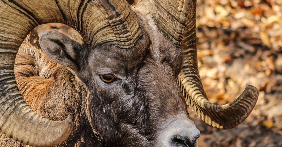 A close up of a ram 's head with large horns.