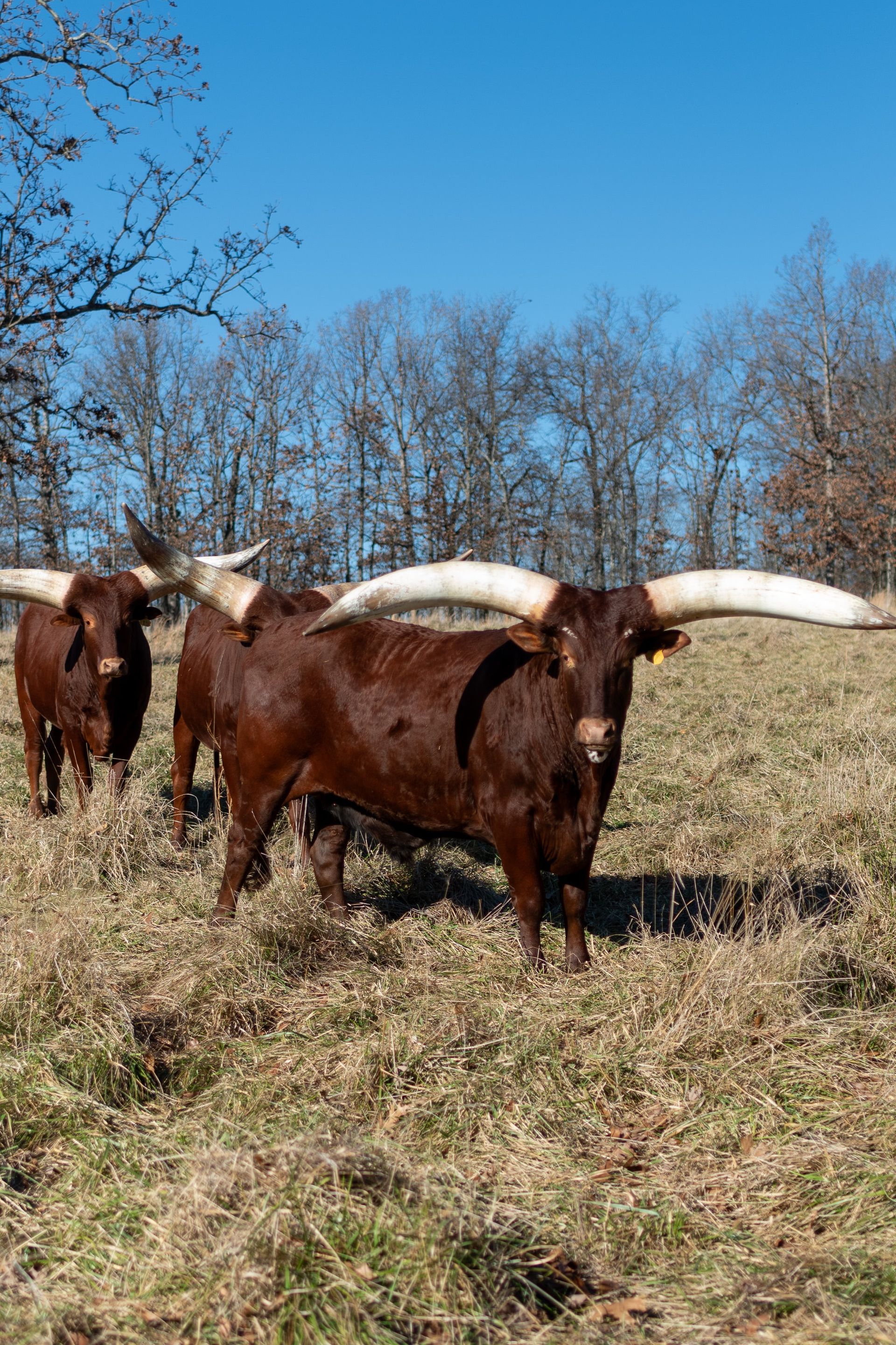 A herd of longhorn cattle standing in a grassy field.