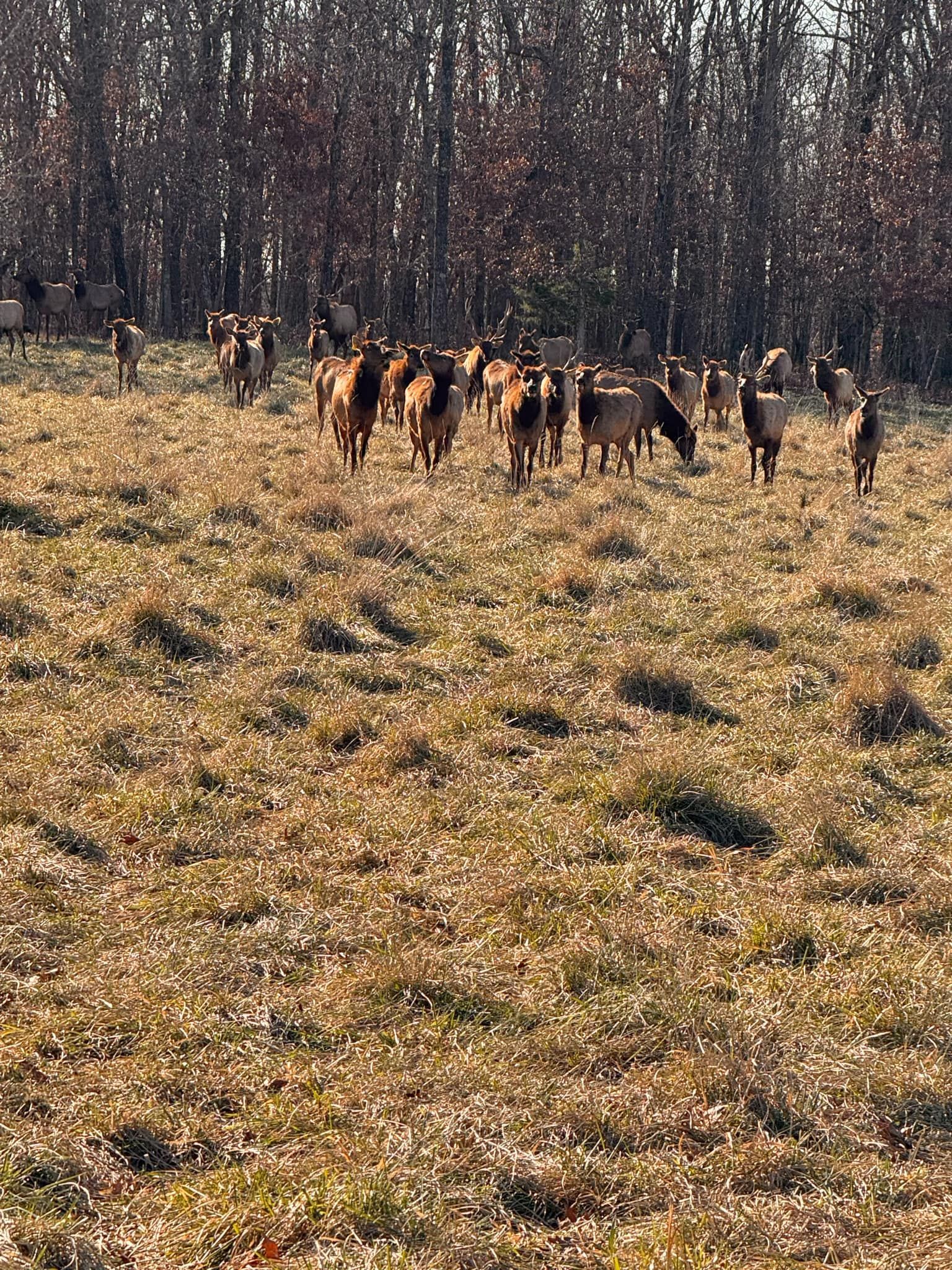 A herd of goats grazing in a field with trees in the background.