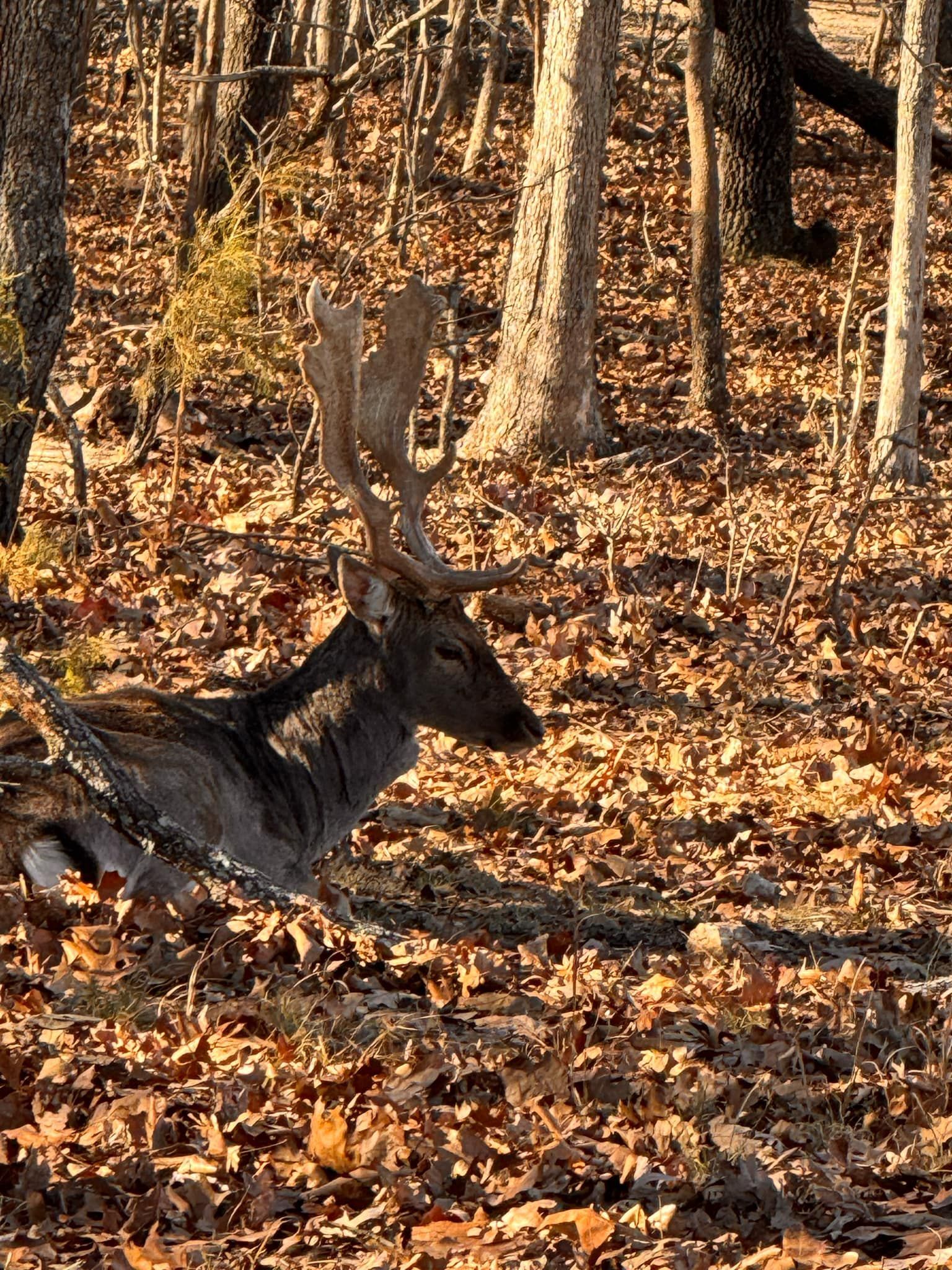 A deer with antlers is laying on the ground in the woods.