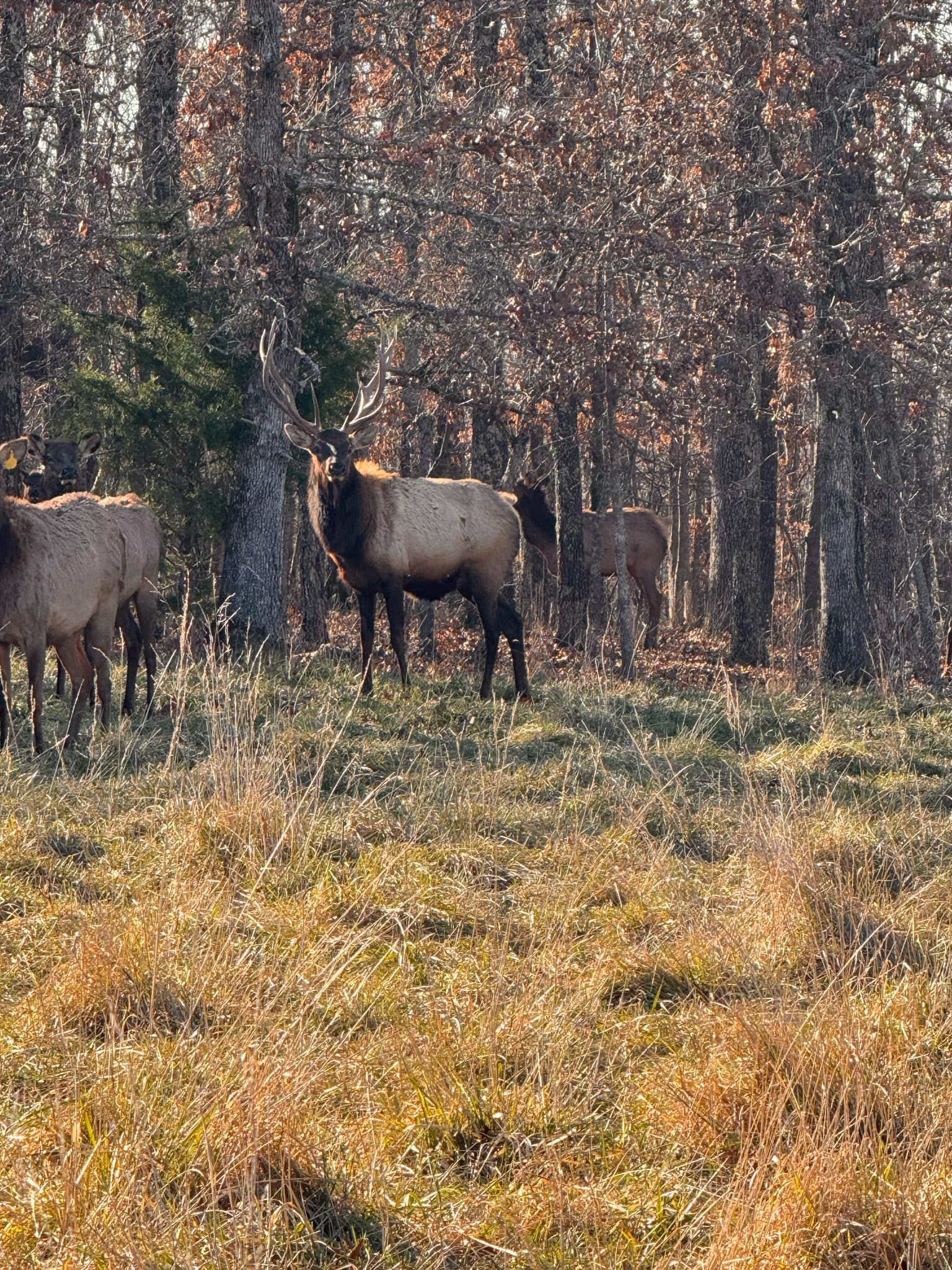 A herd of elk standing in a field with trees in the background.
