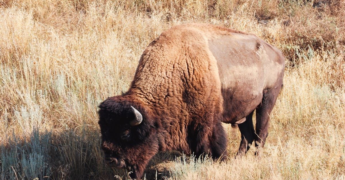 A bison is standing in a field of tall grass.