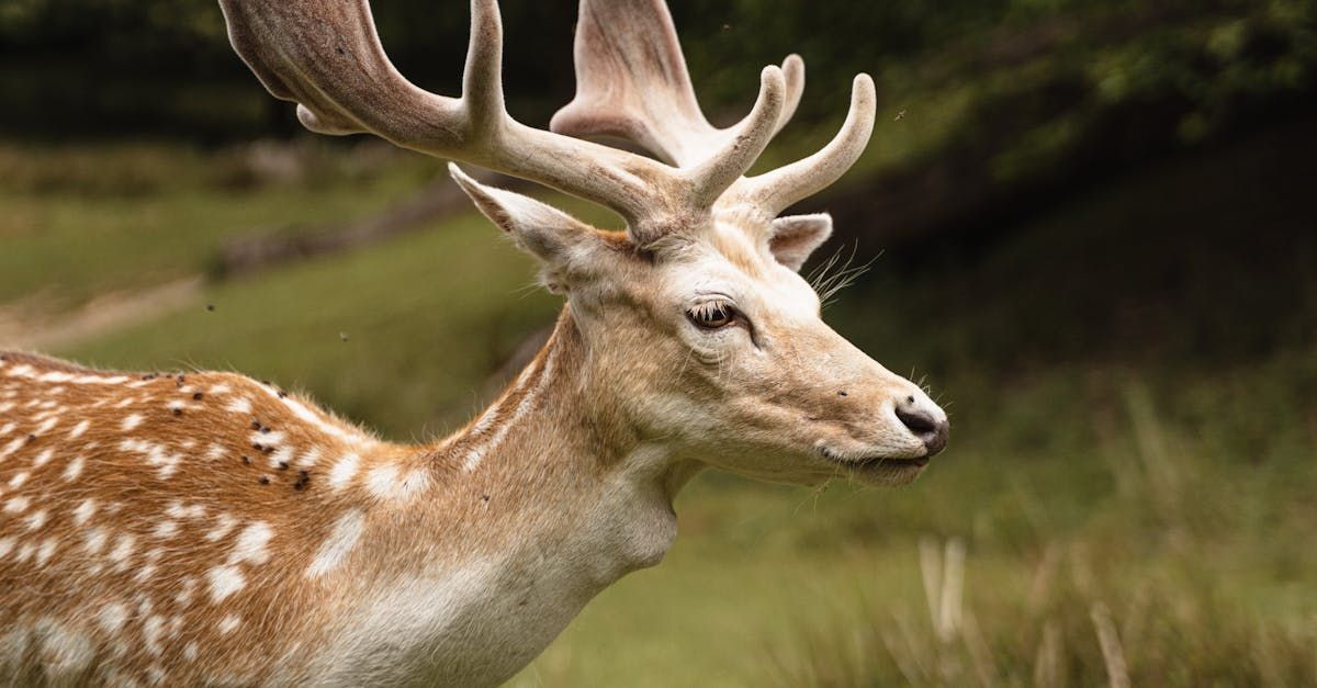 A close up of a deer with antlers standing in a field.