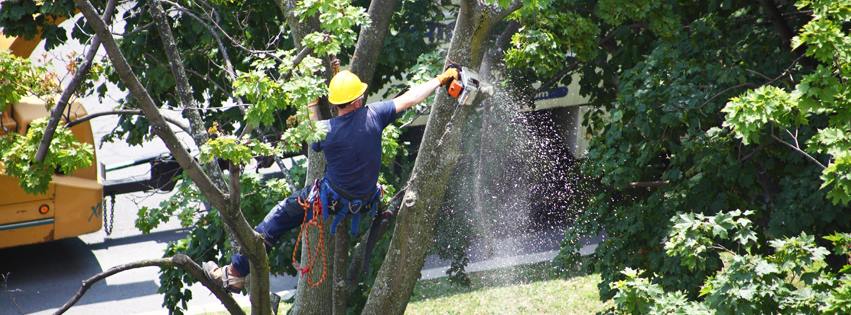 Tree Services Laredo, TX