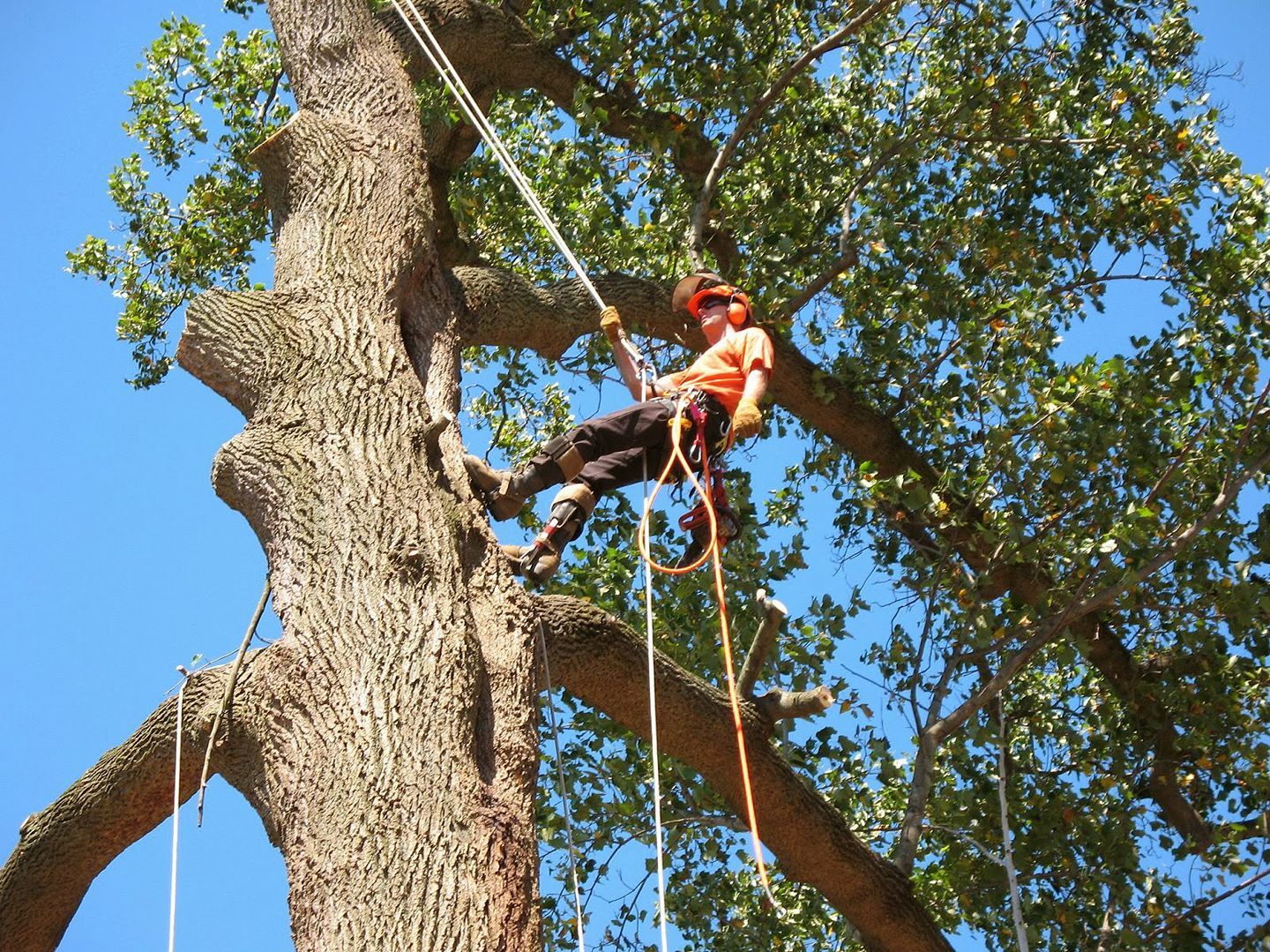 Tree Services Laredo, TX
