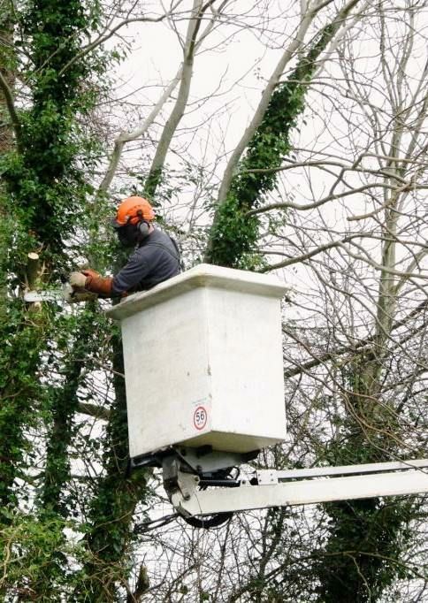 Tree Services Laredo, TX