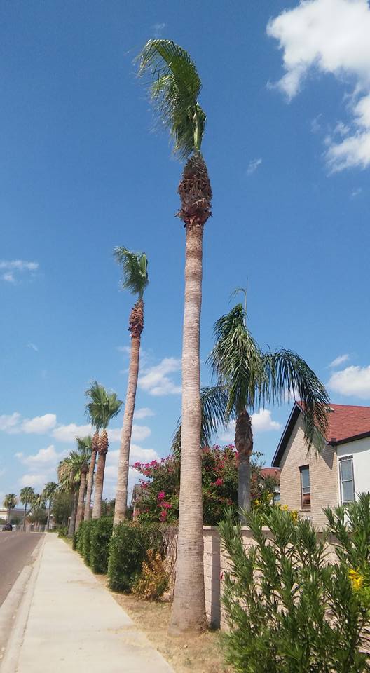 Tree Services Laredo, TX