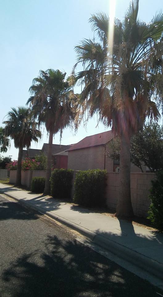 Tree Services Laredo, TX