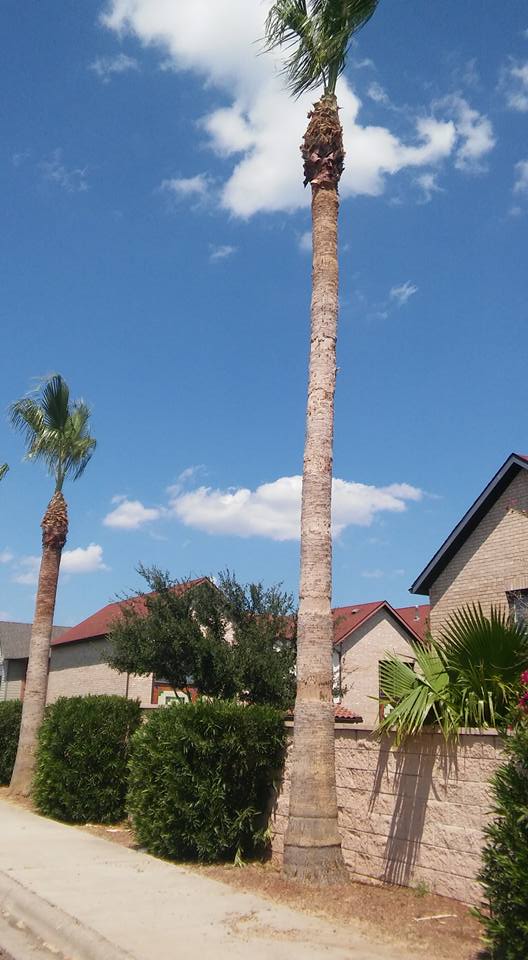 Tree Services Laredo, TX