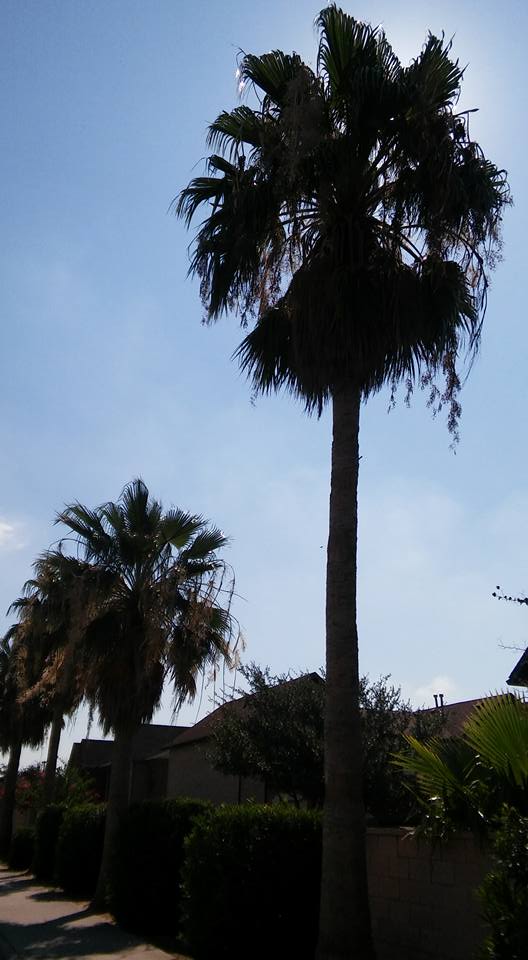 Tree Services Laredo, TX