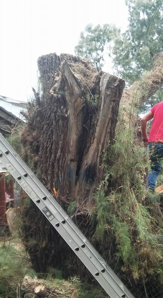 Tree Services Laredo, TX
