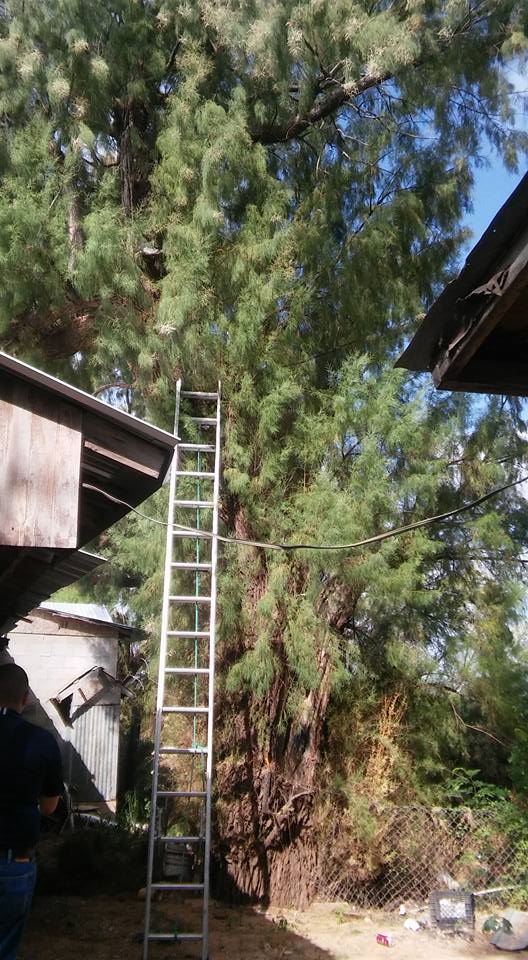 Tree Services Laredo, TX