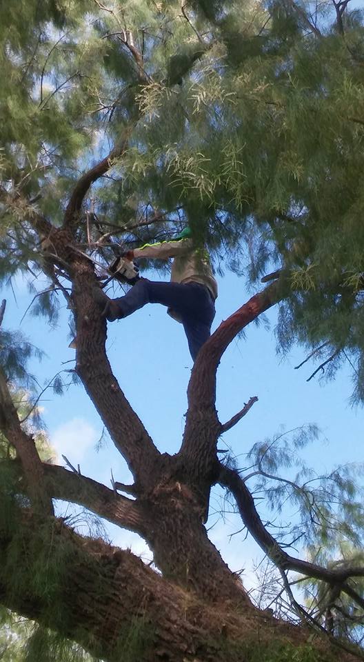 Tree Services Laredo, TX