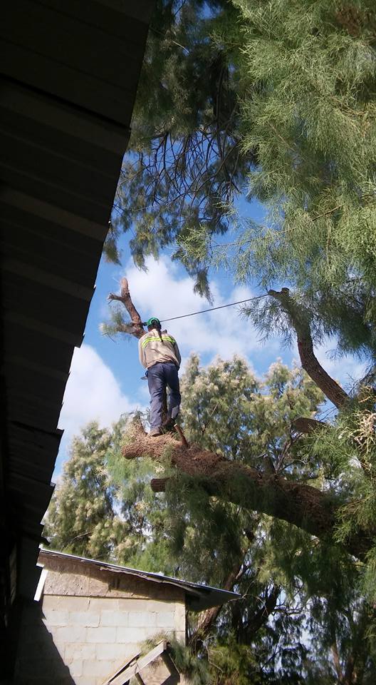 Tree Services Laredo, TX