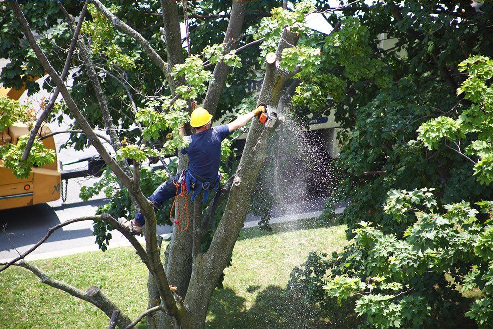 Tree Services Laredo, TX