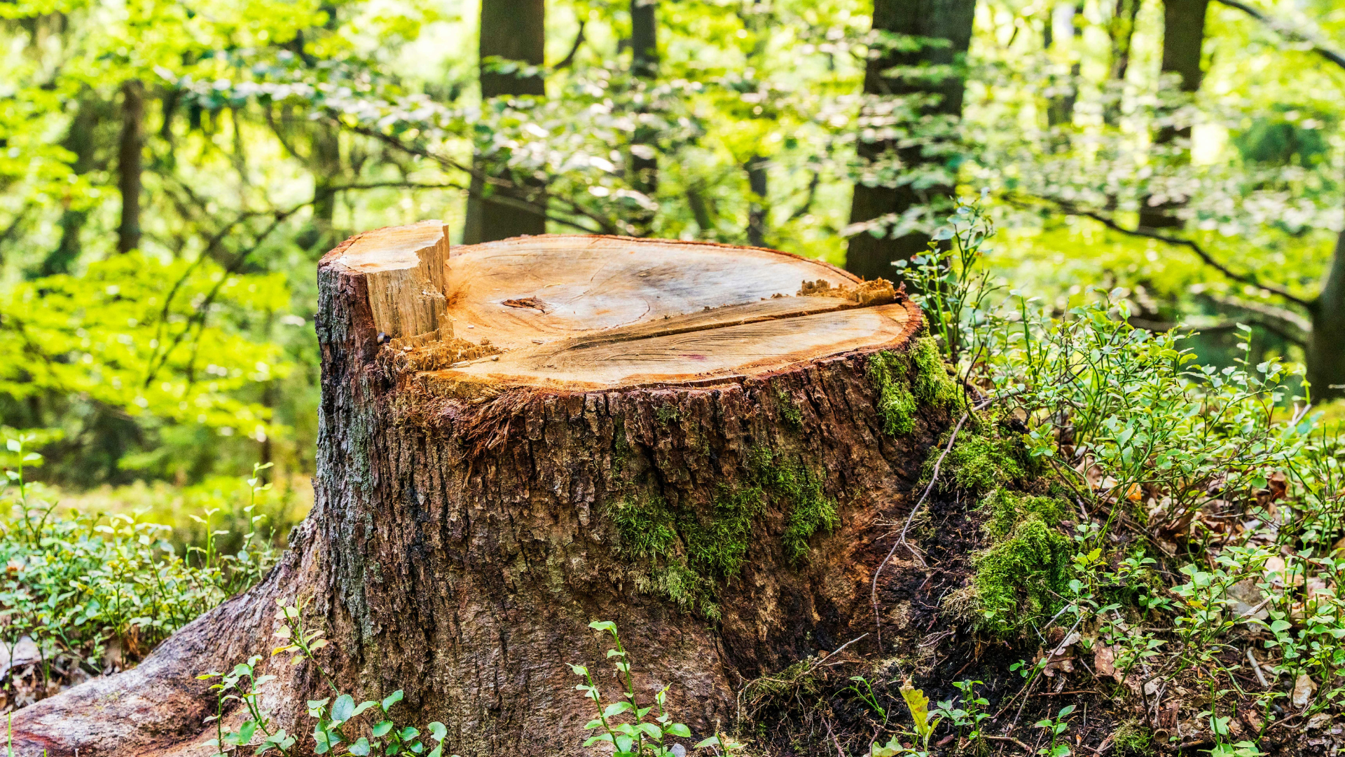 Tree stump in a forest, surrounded by green foliage, moss, and other trees.