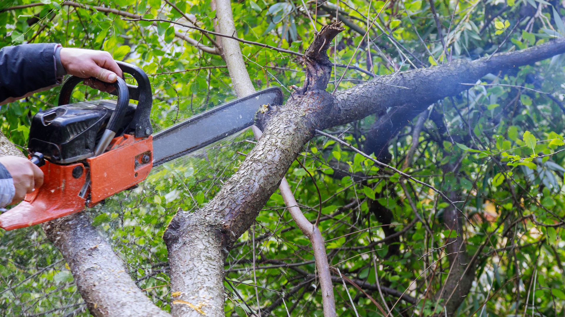 Person using an orange chainsaw to cut a tree branch outdoors.
