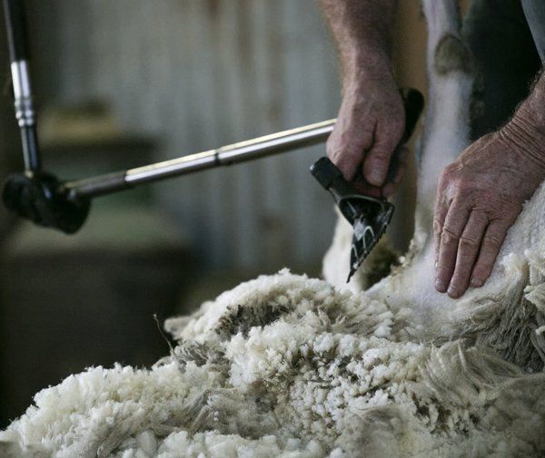 Shaving Sheep — Decatur, AL — Valley Feed & Landscaping Supply