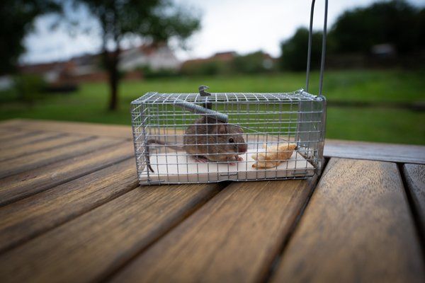Rat in a Cage Trap — Decatur, AL — Valley Feed & Landscaping Supply
