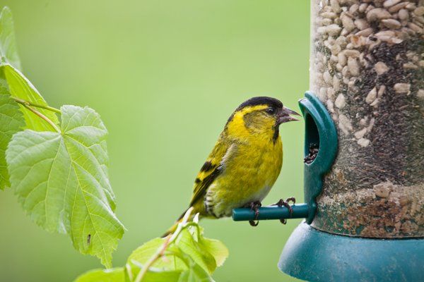 Wild Bird — Decatur, AL — Valley Feed & Landscaping Supply