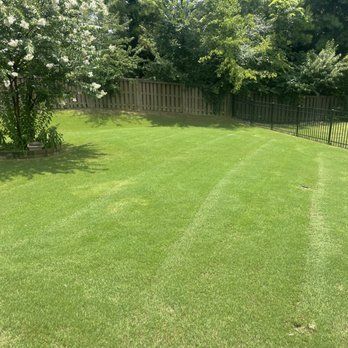 A lush green lawn with a wooden fence in the background.